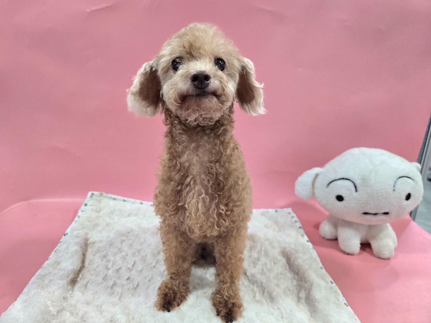 푸들 이미지 파일 입니다.